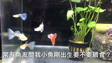鄧紫婕 世界上最好養的魚